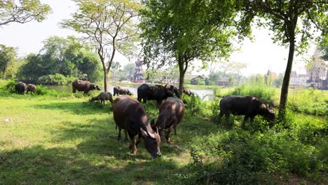 a herd of buffaloes peacefully grazing outdoors