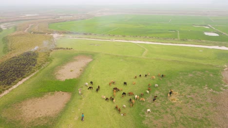 Aerial-view-flying-over-herd-of-cow-cattle-grazing-on-agricultural-Asian-farmland