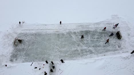 Rotwild,-Alberta,-Kanada