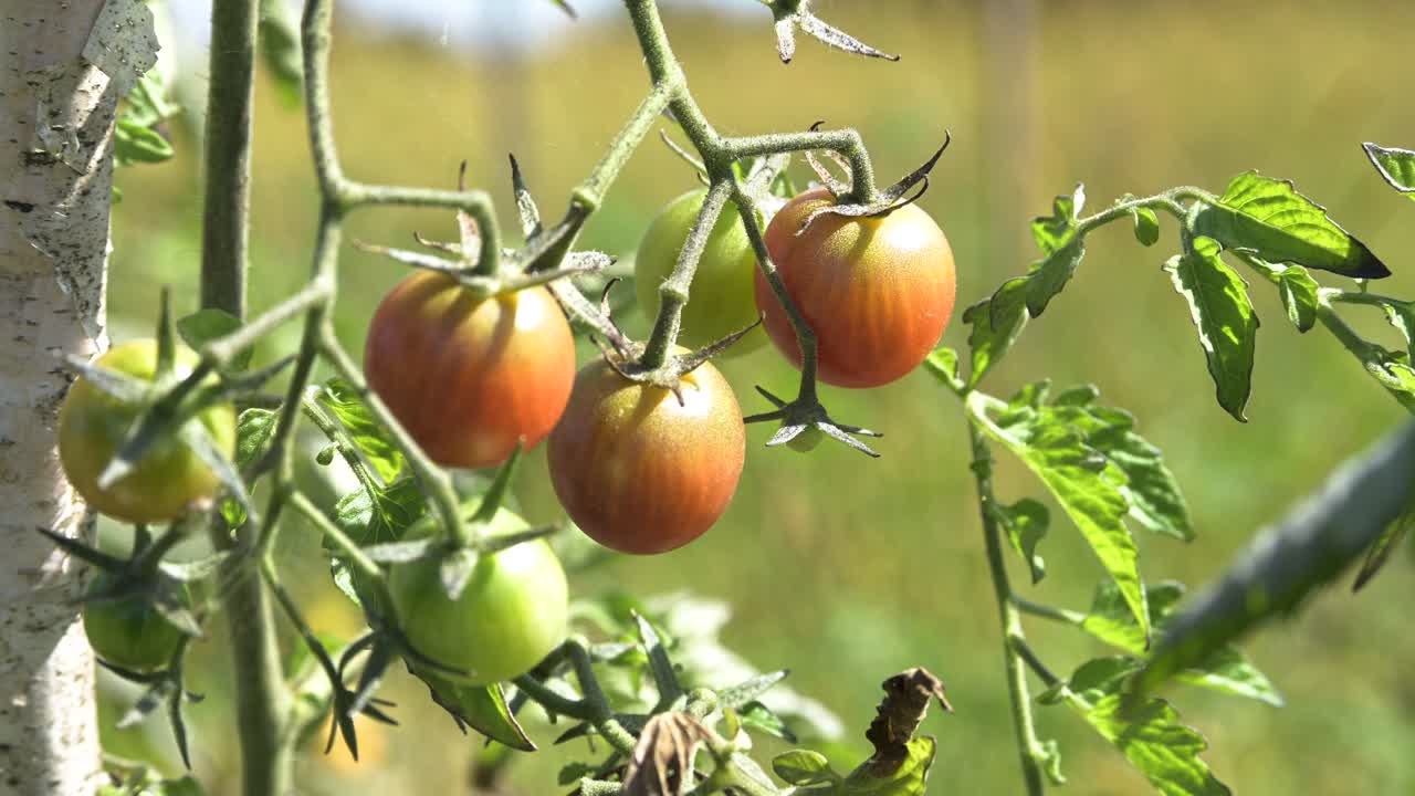 큰 경제 인플레이션 식량 위기 동안 남성 농부 숙련된 손으로 음식을 따는 빨간 체리 토마토