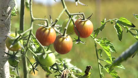 red cherry tomato close up of male farmer skilled hand picking food during big economical inflation food crisis