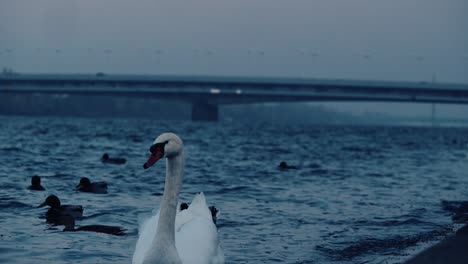 Cisnes-Y-Patos-Nadando-En-Danubio-Viena,-Handelskai