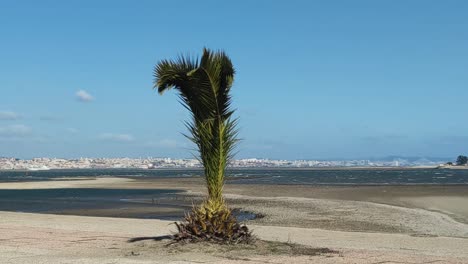 young palm tree at the beach blown by extreme wind during storm eunice on a sunny winter day in portugal