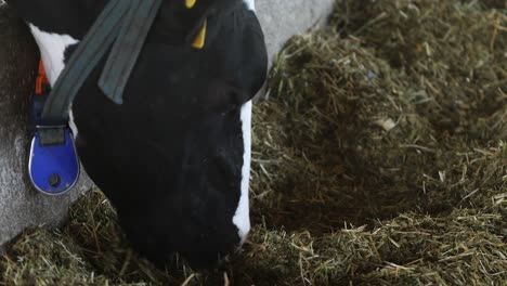 images of cows eating hay in the barn