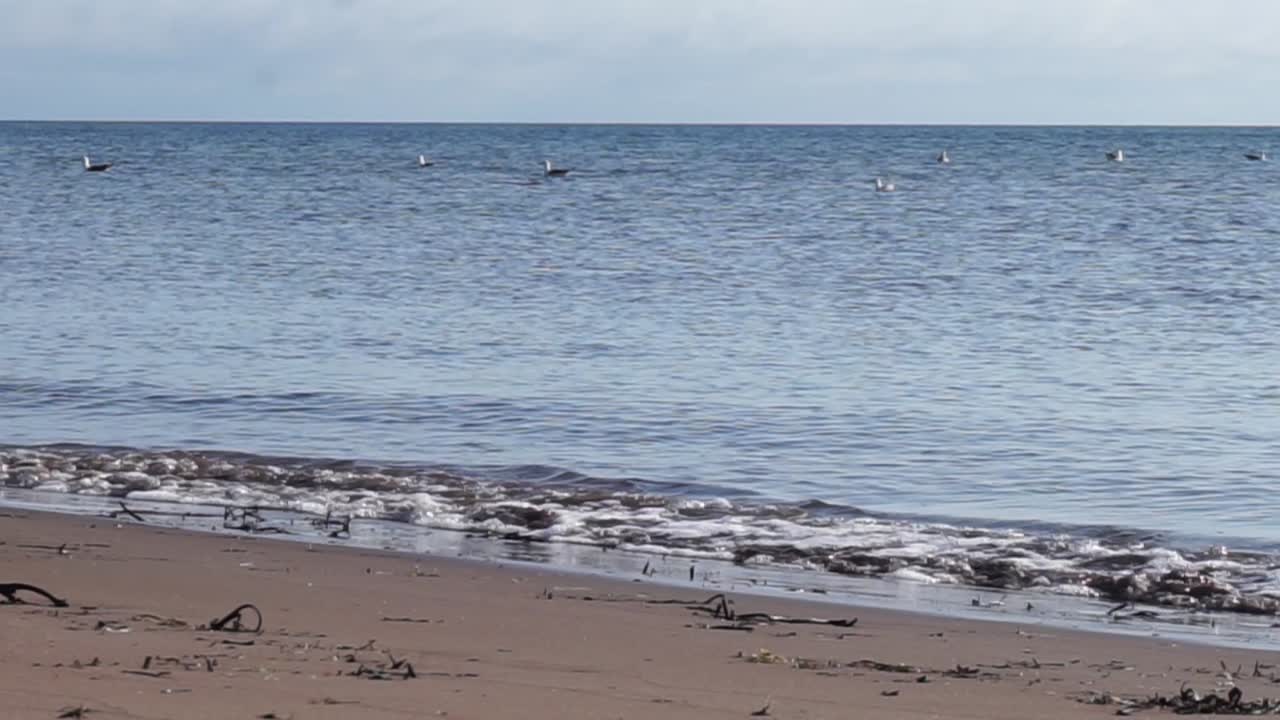 해변 근처 물에 떠 있는 갈매기