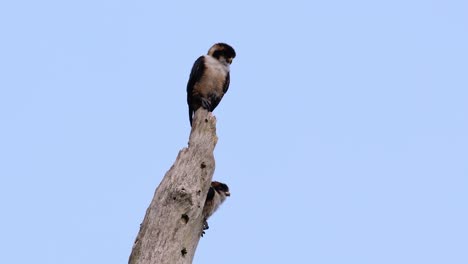 El-Falconet-De-Muslo-Negro-Es-Una-De-Las-Aves-Rapaces-Más-Pequeñas-Que-Se-Encuentran-En-Los-Bosques-De-Algunos-Países-De-Asia