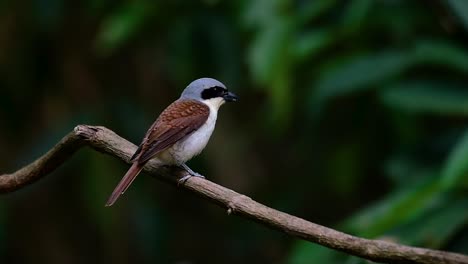 The-Tiger-Shrike-got-its-name-from-the-Tiger-like-pattern-on-its-feathers-as-it-is-also-a-predator-of-a-bird-that-feeds-on-insects,-very-small-mammals,-and-even-birds-of-its-size