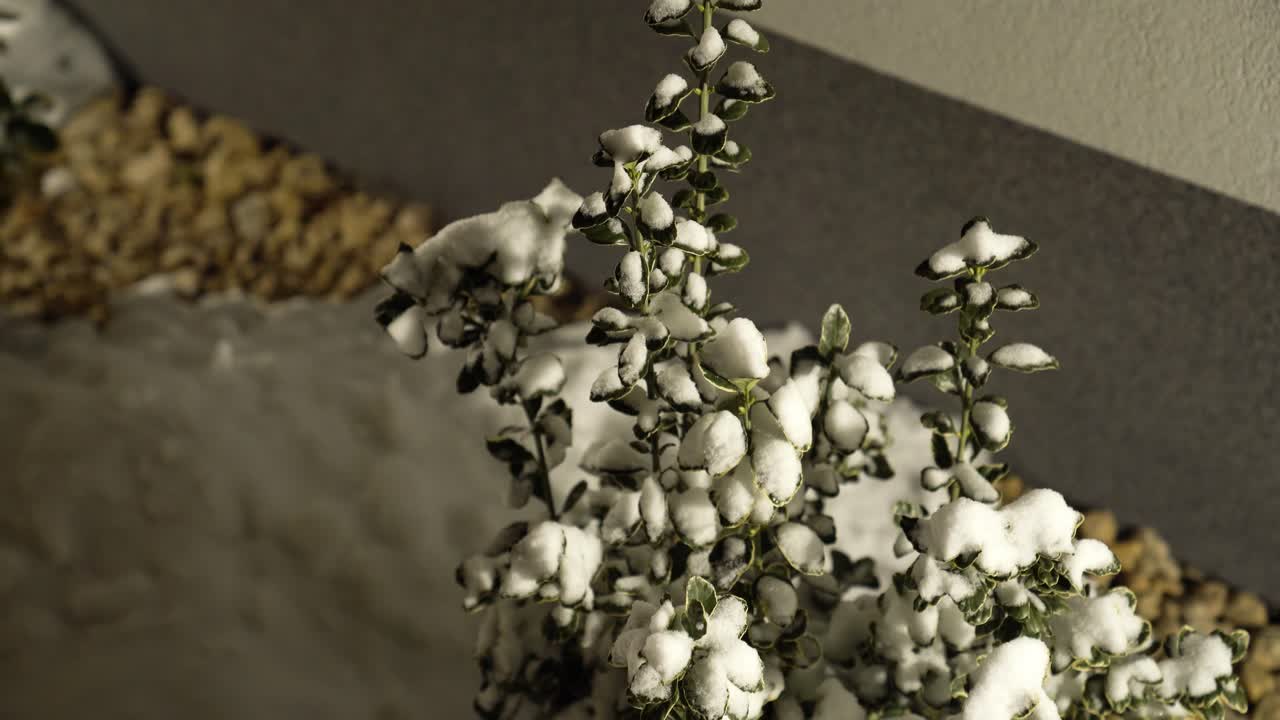 Follaje verde acumulando nieve recién caída, que muestra la delicada supervivencia de las plantas en un entorno hostil