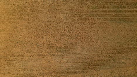 aerial view of a golden wheat field