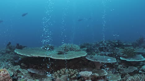 Unique-view-swimming-through-streams-of-bubbles-coming-from-a-underwater-coral-reef