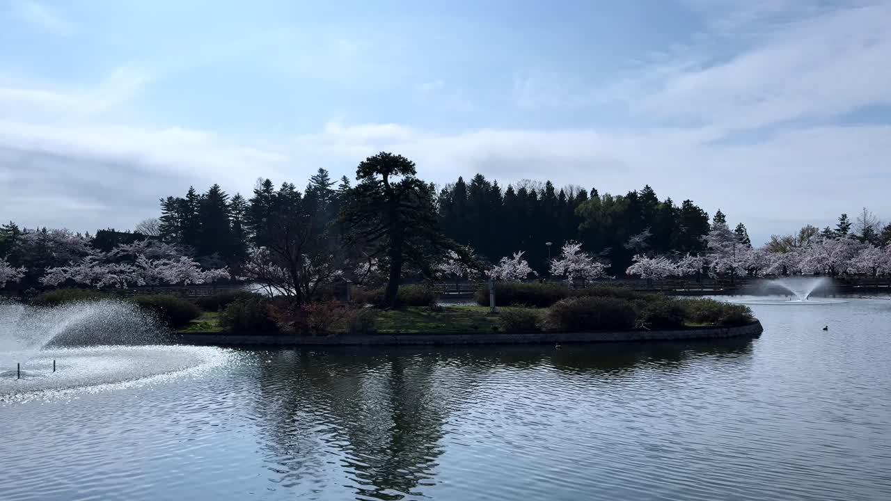Tranquil cherry blossom park with fountains, small island, and calm water in Aomori