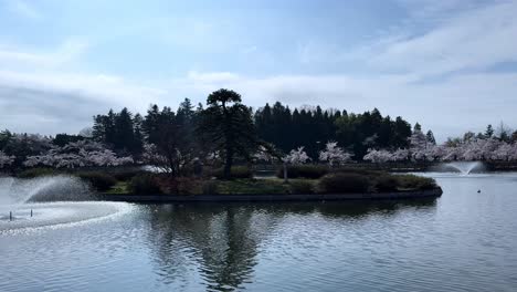 tranquil cherry blossom park with fountains, small island, and calm water in aomori