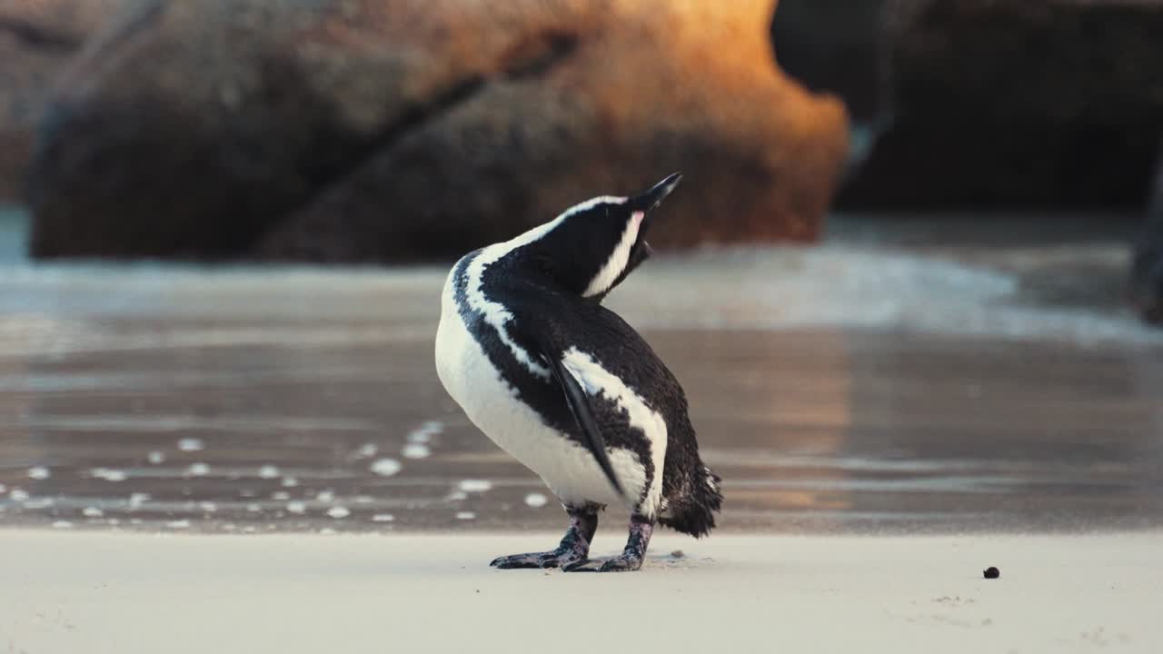 African Penguin Preening on the Beach