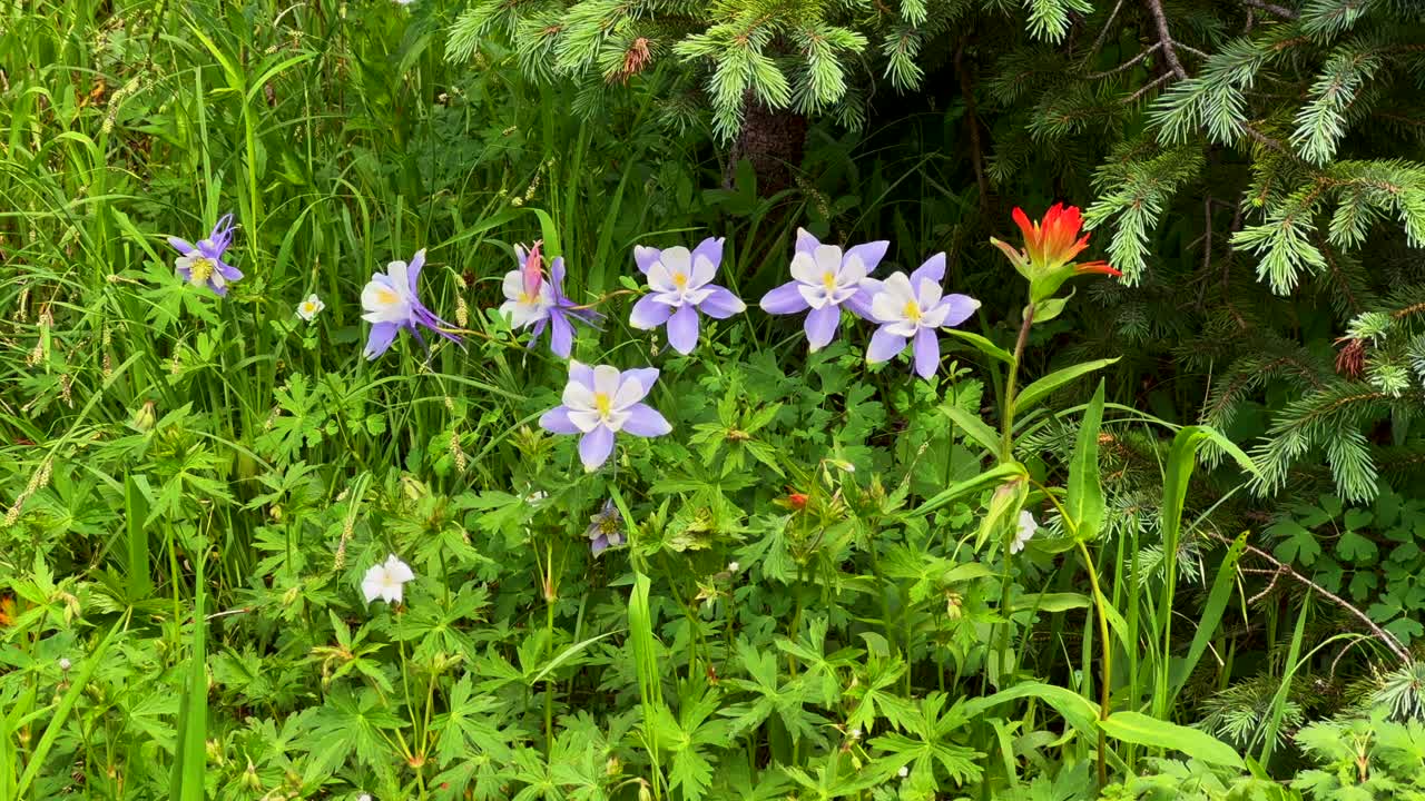 콜로라도 주 야생 꽃 콜럼바인 식물 야생 자연 인디언 페인트 브러시 바늘 크리크 트레일 시카고 베이신 실버턴 콜로라도 바위 산 캠핑 배 등산 하이킹 은 날