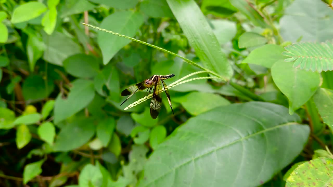 Female Pied Paddy Skimmer (Neurothemis tullia), a stunning dragonfly commonly found in Sri Lanka.
