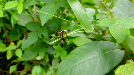 female pied paddy skimmer (neurothemis tullia), a stunning dragonfly commonly found in sri lanka.