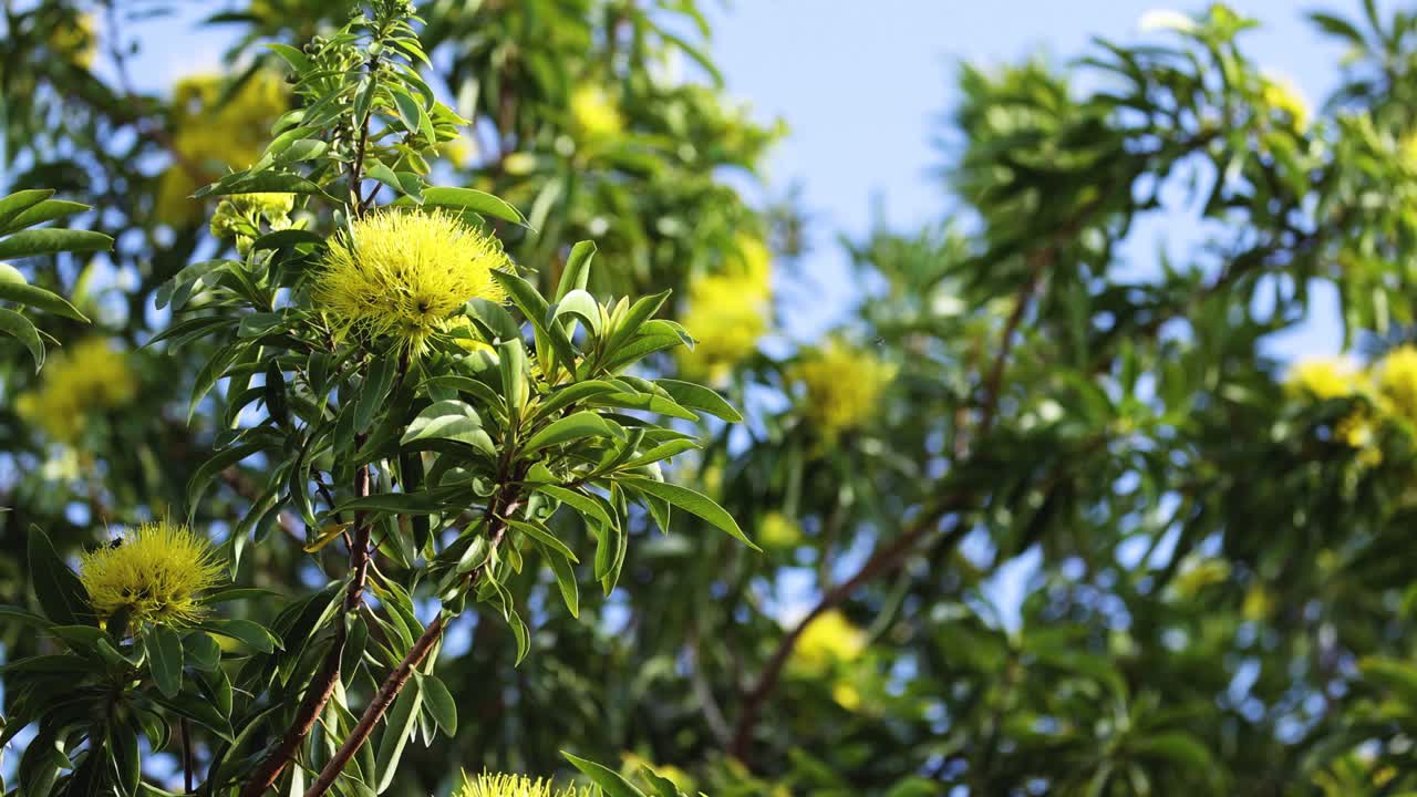 나무 에 있는 노란 꽃 의 클로즈업