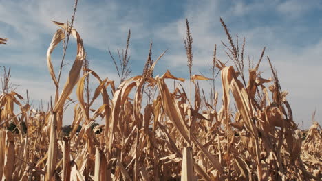 golden corn sways gently in the breeze with a partially cloudy blue sky