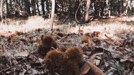 walking along chestnut wood among trees and hedgehogs