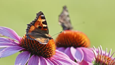 pair of two butterflies eating nectar from orange coneflower - macro static shot