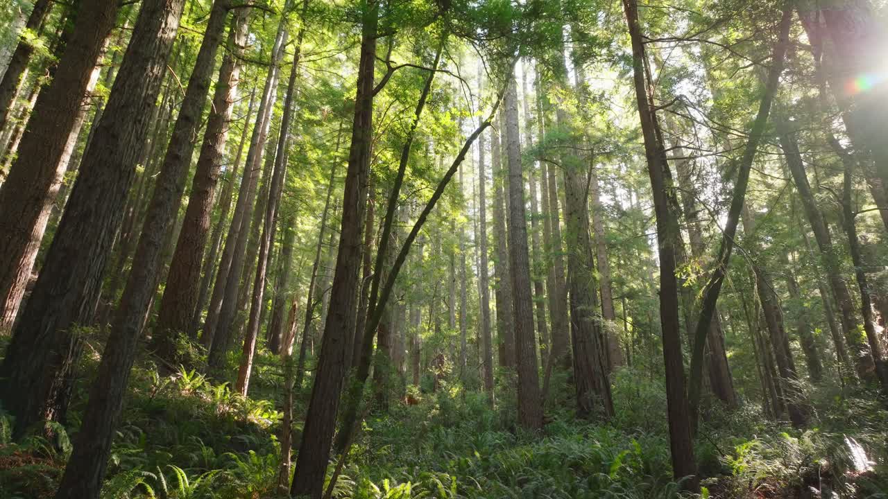 Low drone flight glides through towering California redwood forest on a peaceful morning, capturing lush green canopy and serene natural beauty