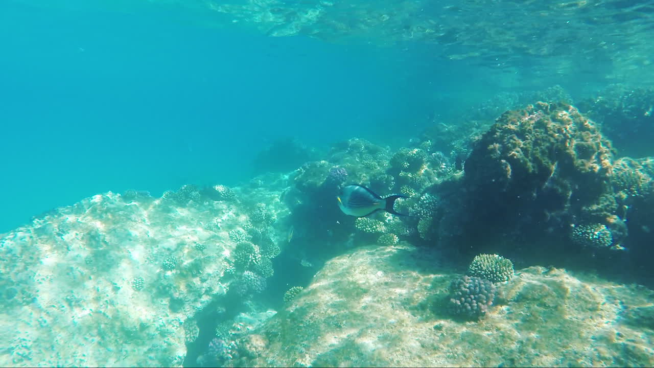 variedad de animales marinos en el contexto de los arrecifes de coral
