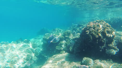 Variedad-De-Animales-Marinos-En-El-Contexto-De-Los-Arrecifes-De-Coral