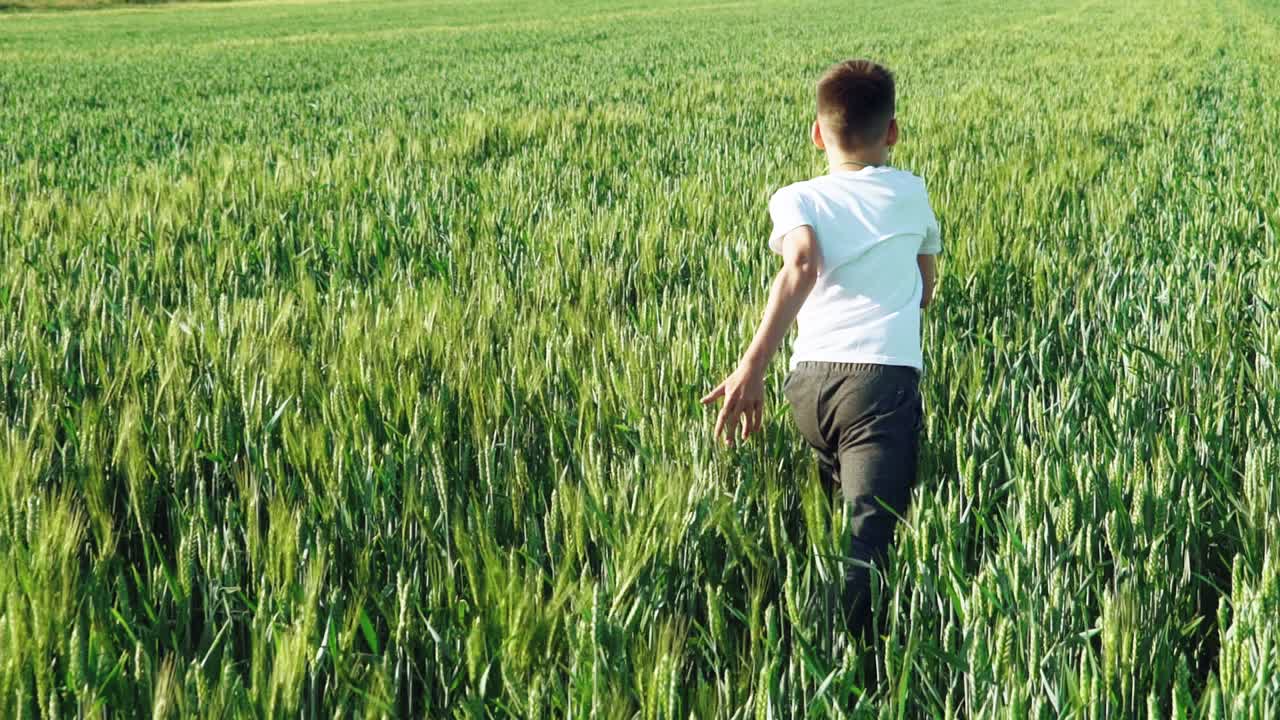 boy with his back is running over the wheat in the field in the afternoon in warm weather. Slow motion
