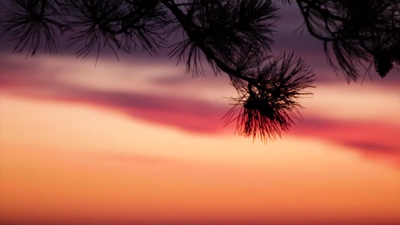 силуэт соснового дерева на закате