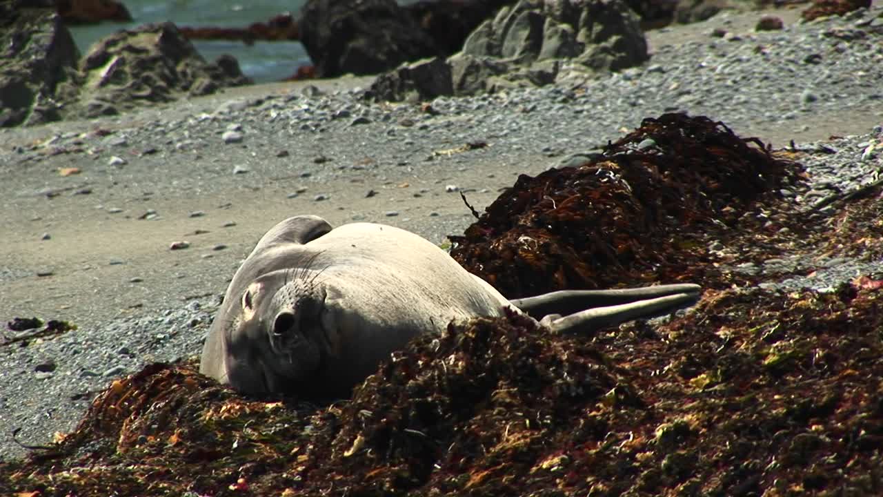 plano medio de una foca de puerto tomando el sol en una playa de california