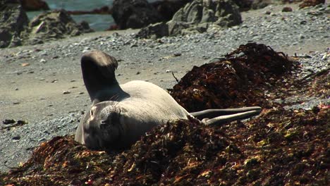 Mediumshot-De-Una-Foca-De-Puerto-Tomando-El-Sol-En-Una-Playa-De-California