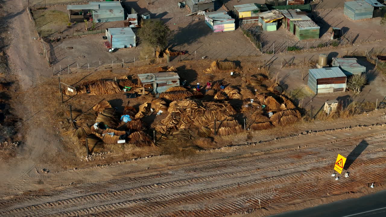 proyecto comunitario rural en áfrica, cosechando hierba de paja silvestre de los campos cercanos y clasificándola en paquetes para vender a los lugareños para la construcción de techos