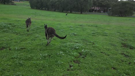Zeitlupen-Drohnenaufnahme,-Die-Ein-Süßes-Känguru-Paar-Zeigt,-Das-Auf-Einer-Weide-In-Australien-Springt
