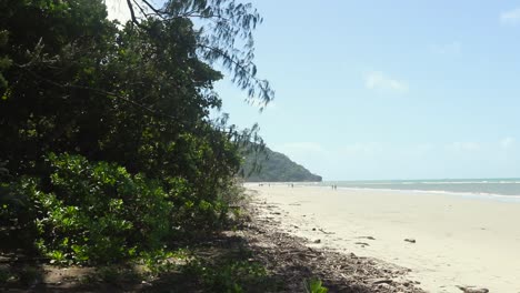dense trees and shrubs leading to beautiful tropical beach