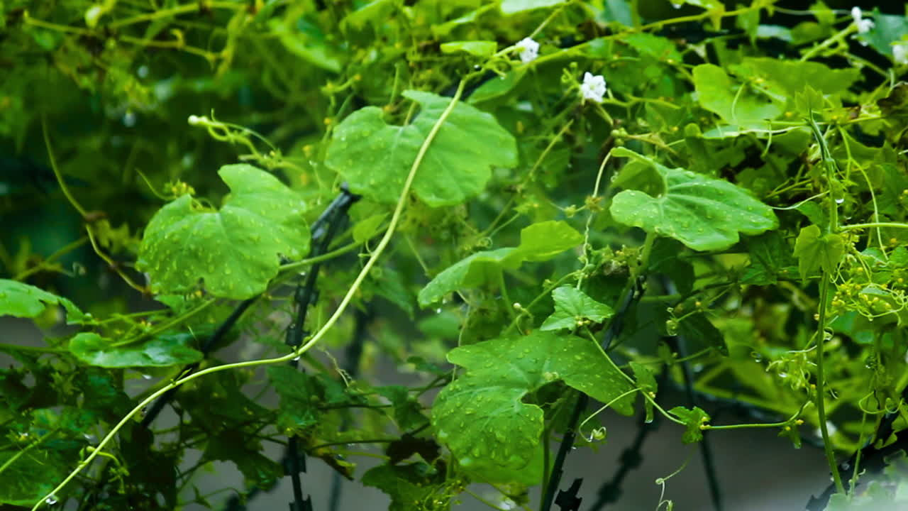 Fresh green leaves in rain with water drops during monsoon. Perfect for nature, weather, freshness, growth and rainy season concepts