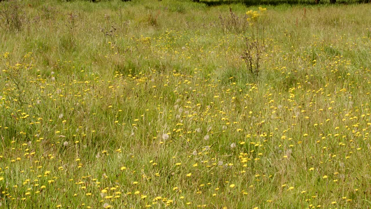 Daisies and dandelions, on a Riverside meadow at Lyny by the river Wensum