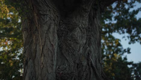 Wrinkled bark of an old tree trunk with leaves on the background in Montrichard, France, dynamic closeup