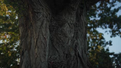 wrinkled bark of an old tree trunk with leaves on the background in montrichard, france, dynamic closeup