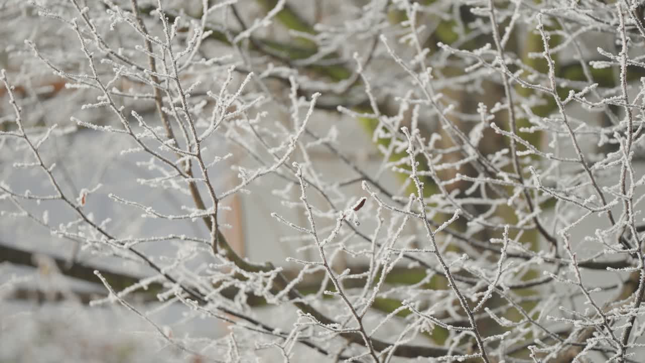 Thin branches coated in frost create intricate winter patterns, each twig outlined in white as the cold morning light softens the background