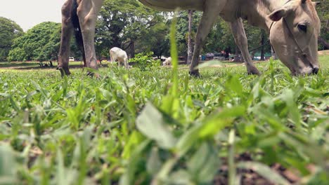 tiro bajo de una vaca pastando en la hierba