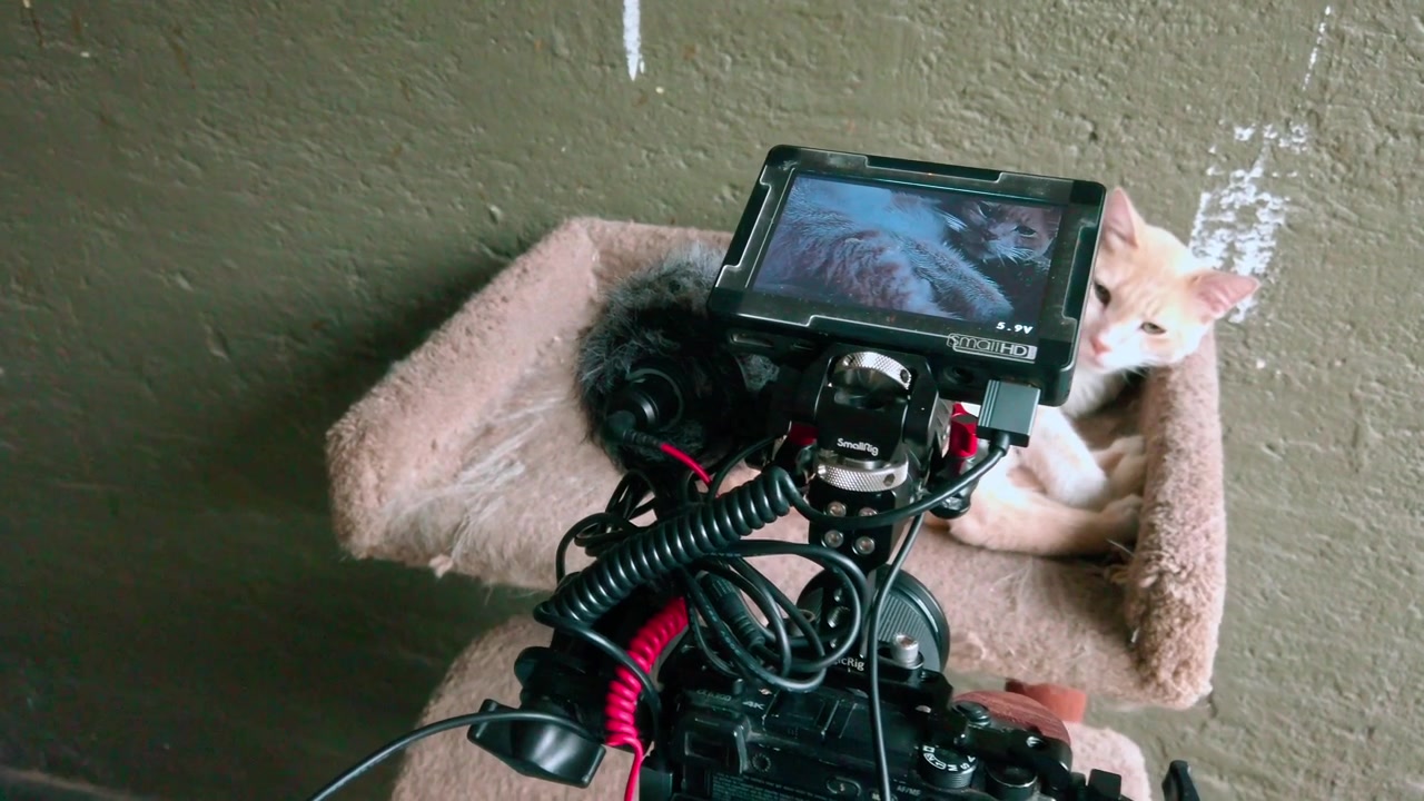 Behind the scenes view of camera recording ginger cat resting on cat tree. Video monitor, tripod and filming equipment appear during indoor production