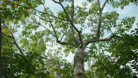 immerse yourself in the serene of nature with this stock video capturing an upward view of trees in a forest