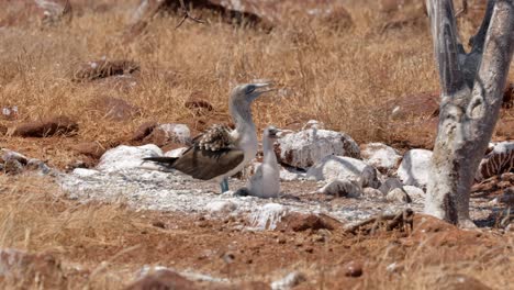 a blue-footed booby tries to cool down and shield its chick from the hot sun on north seymour island, near santa cruz in the galapagos islands