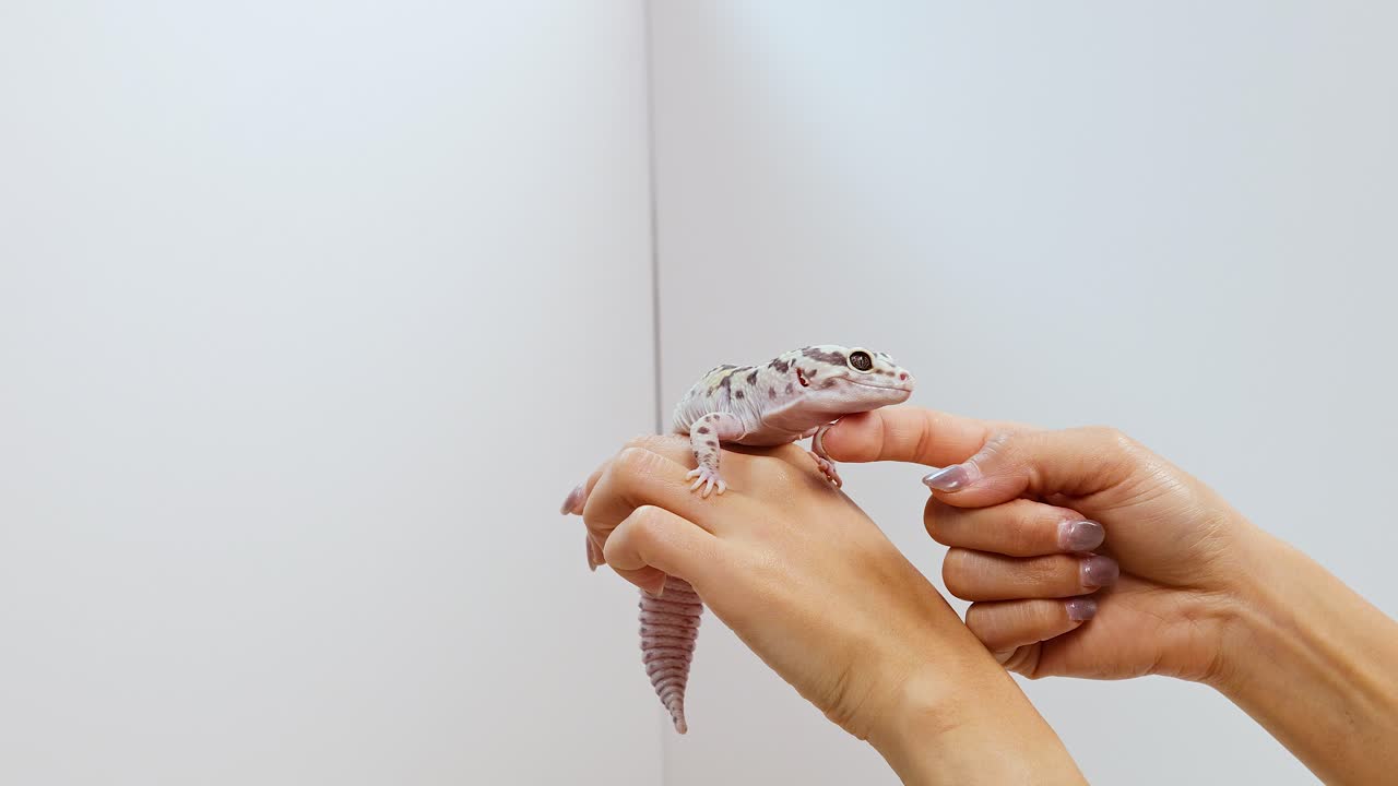 Hands gently hold a leopard gecko against a plain background, highlighting its unique patterns and calm demeanor