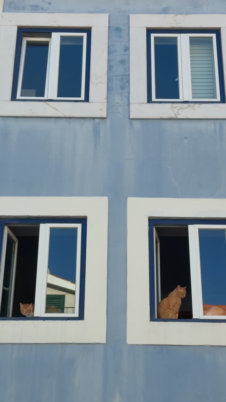 Cats looking out of windows in a blue building