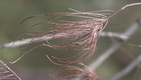 dried pine tree in gentle breeze