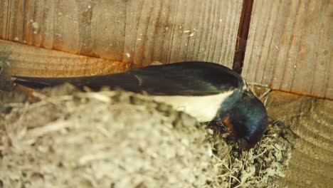 barn swallow building its nest with its beak under wooden roof rafters