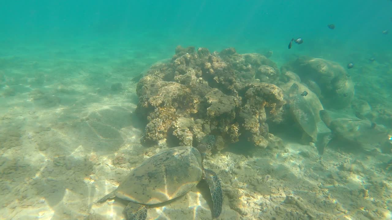 dos tortugas marinas verdes o chelonia mydas descansando en un entorno de arrecife de coral hawaiano