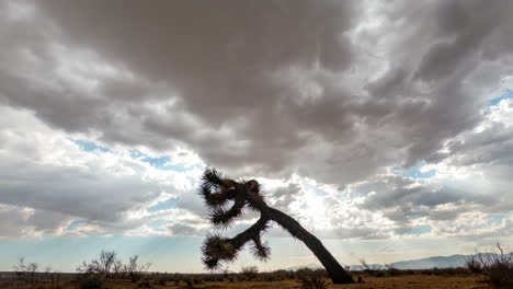 Ein-Regensturm-Rollt-über-Die-Mojave-wüstenlandschaft-Mit-Einem-Joshua-Tree-Im-Vordergrund---Statischer-Zeitraffer