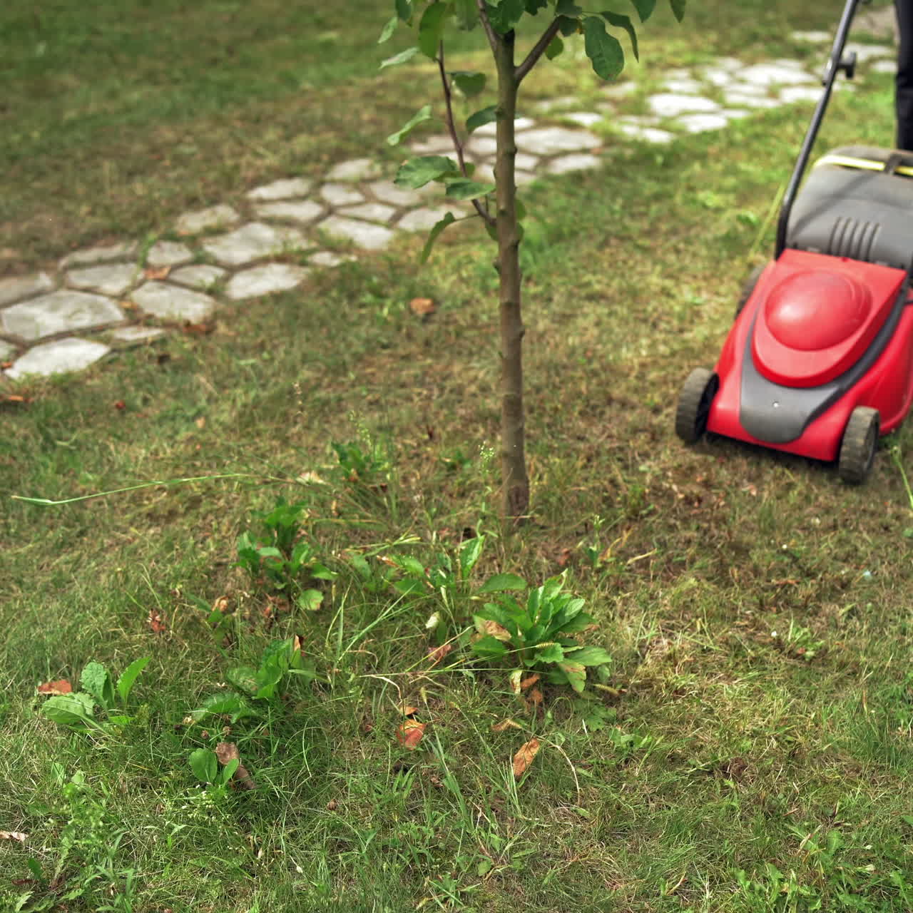 Woman is cutting lawn with grass mower. Gardener with electric lawn mower trimming grass in the yard in summer.